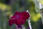 IMG_0069.jpg