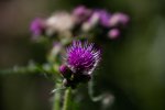 _MG_3273.jpg
