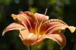 IMG_1072.jpg