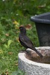 IMG_1556.jpg