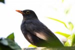 IMG_1862.jpg