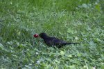 IMG_1774.jpg