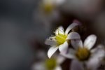 DSC_0346s.jpg