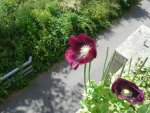 20160702_114426.jpg