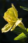 IMG_2589.jpg