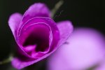 IMG_3457.jpg