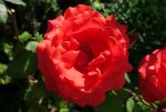 DSC00019.jpg