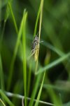 IMG_6034.jpg