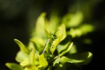 IMG_0139.jpg