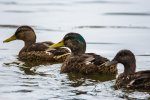 IMG_6984.jpg