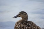 IMG_6940.jpg