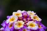 IMG_2668.jpg
