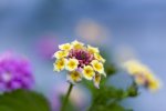 IMG_6794.jpg