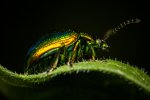 IMG_8530.jpg
