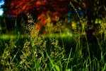 DSC00594.jpg