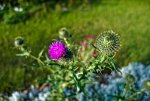 DSC00595.jpg