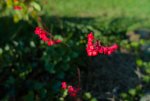 _DSC0747.jpg