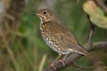 Song_Thrush_Turdus_philomelos.jpg