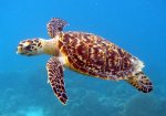 Hawksbill_Sea_Turtle_Carey_de_Concha_(5840602412).jpg