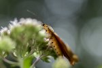 IMG_4573.jpg