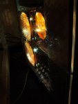 DSC00170.JPG