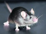 ips-maus,property=bild,bereich=bio,sprache=de.jpg