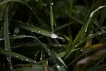 _DSC5556.jpg