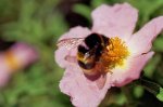 hummel.jpg