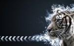 Tiger_Vector_Widescreen_C_by_Sed_rah.jpg