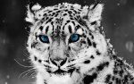snow_blue_eye_leopard-1920x1200.jpg