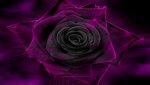 Under_The_Rose_by_Dark_Cells1.jpg