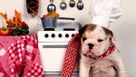 animals_763.jpg