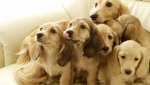 dogs-003.jpg