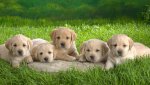 lab-puppies-at-rest.jpg