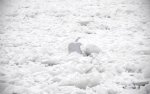 1920_winter-apple-logo-wallpaper.jpg