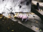 Schweinchen.jpg