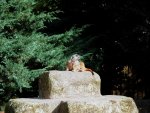 Erdmännchen.jpg