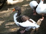 Gans.jpg