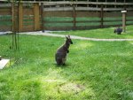 Känguru.jpg