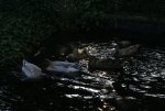 DSC02916_900.jpg