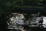 DSC02917_900.jpg