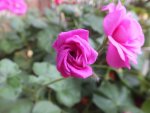 DSCF2084.JPG