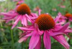 1-DSC05354.JPG