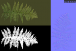 fernmodels_maps.png