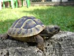 schildkroete_1_576.jpg