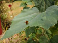 IMG_20200814_191701.jpg