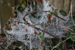 DSC02966_900.jpg