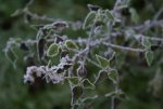 DSC02967_900.jpg