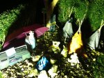 IMG_1186.jpg