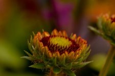 FlyPic (1).jpg